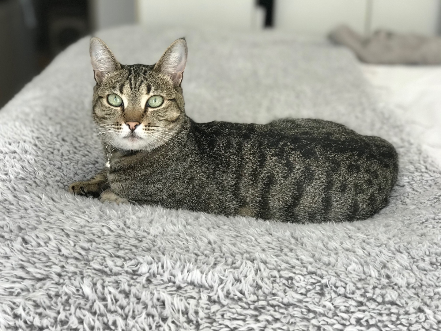 Coco lounging elegantly on a grey rug