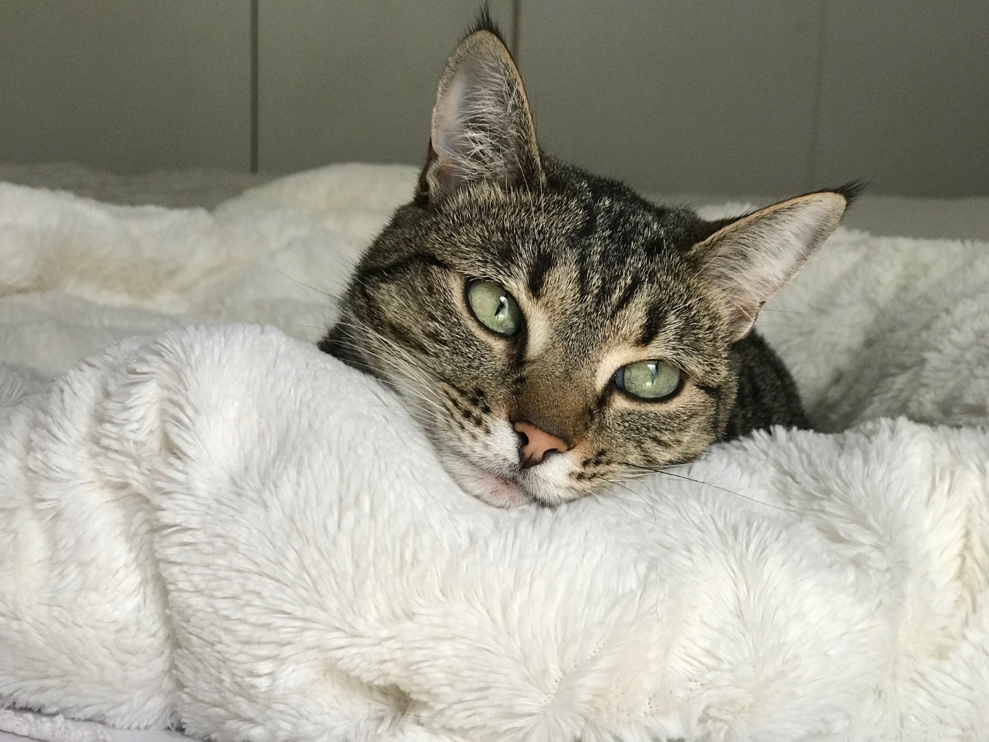 Coco the tabby cat resting on a white fluffy blanket