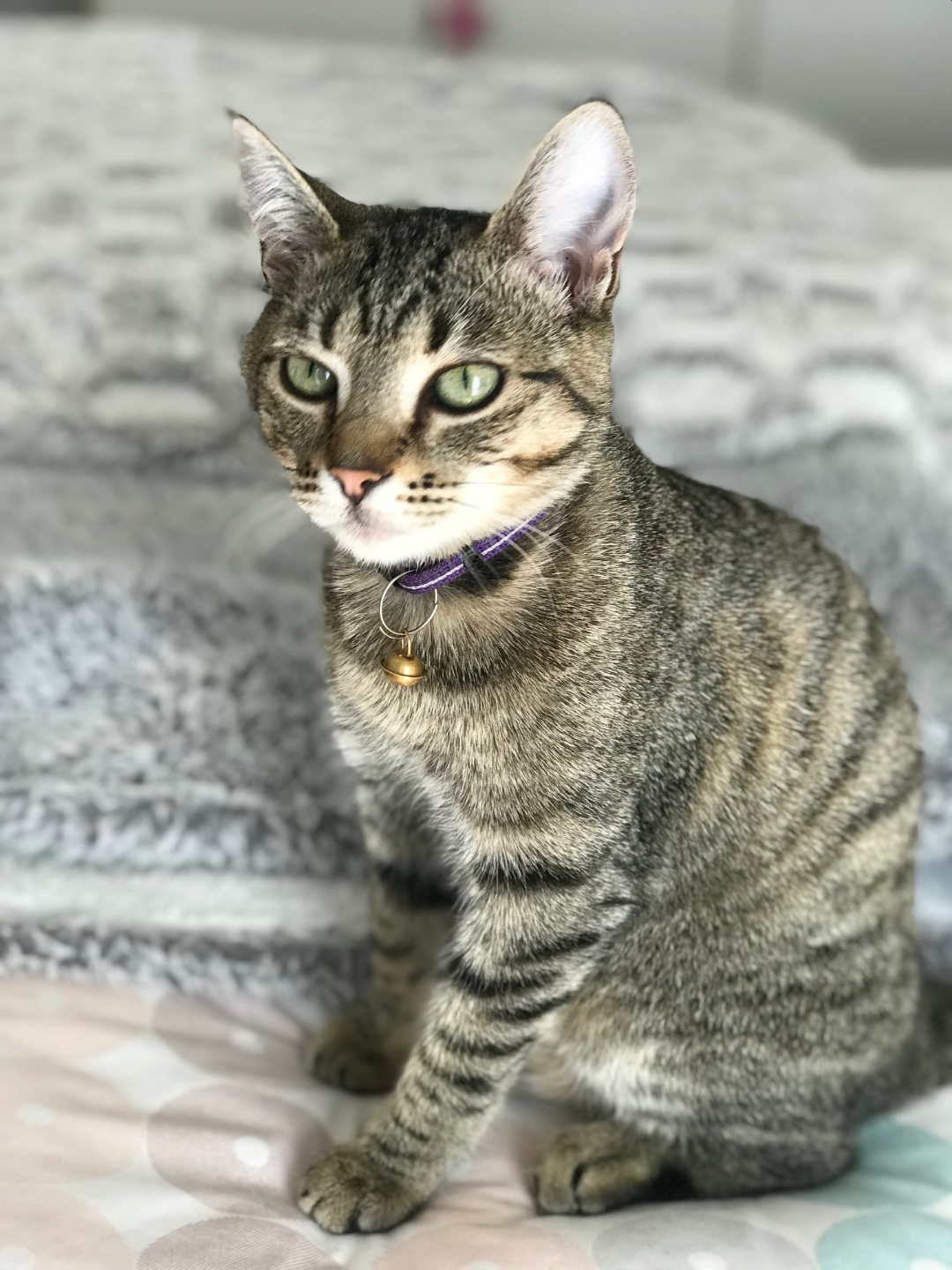 Coco sitting upright wearing a purple collar