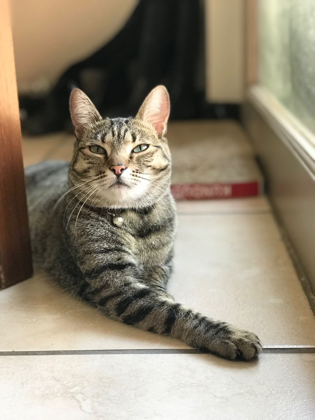 Coco looking regal and composed